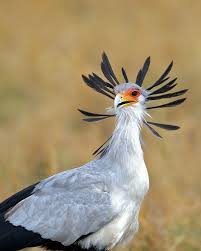 Bird With Red Triangle On Back Of Head So Named For Their Long Legs And Beautiful Head Crest Of Quills Br Nth Serengeti Tanzania Bird Beautiful Birds Pet Birds