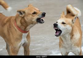 images?q=tbn:ANd9GcR2Nmc0M0eUHOa-AjnYS47