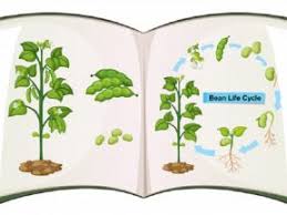 Silabus prakarya kelas 7 semester 2 kurikulum 2013 revisi 2017. Silabus K13 Prakarya Kelas 7 Silabus