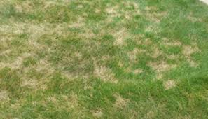 How to repair dog holes and other lawn damage. 2019 Newsletter Various Tips Lawn Doctor Of Westerville