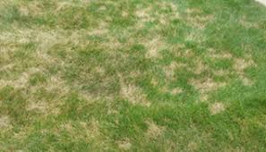 They can be caused by your dog's urine. 2019 Newsletter Grub Control Lawn Doctor Of Westerville