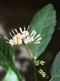 Image result for Tarenna pavettoides