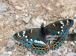 Image result for Limenitis populi