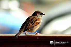 Gorrion O San Francisco Pajaro Tipico Existente En Los Barrios Asuncenos De Paraguay Animals Bird
