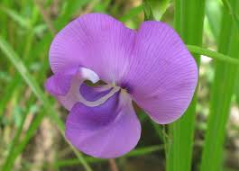 Image result for Vigna vexillata