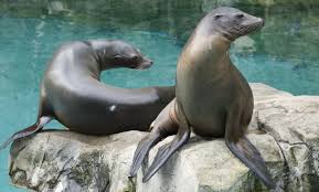 Seal playing with a ball coloring page to color, print and download for free along with bunch of favorite seal coloring page for kids. Dare To Compare What S The Difference Between Sea Lions And Seals Smithsonian S National Zoo