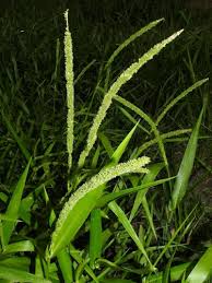 Image result for Steinchisma laxum