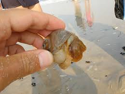 How to remove conch without damaging shell. How To Clean Shells You Find On The Beach Or In The Ocean Readings From The Northside