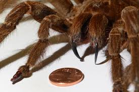 The fangs of this spider are large enough to pierce a mouse's skull. Bird Goliath Birdeater Vs Huntsman Spider