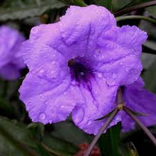 Image result for Ruellia praetermissa