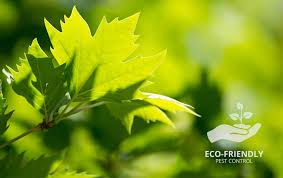 Eco Friendly Pest Control Solutions For Ca Homes Businesses
