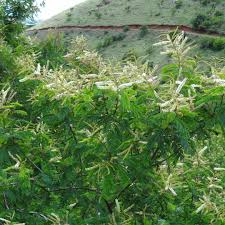 Image result for Acacia ataxacantha