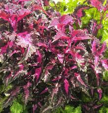 Check out our joseph coat plant selection for the very best in unique or custom, handmade pieces from our shops. Coleus Aka Joseph Coat There Are So Green Thumb Jamaica Facebook