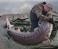 Image of What is sturgeons scientific name?
