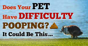 You should certainly take your dog to the vet if you have discovered a lump on the surface of the skin, but not all surface lumps are cancers. Symptoms And Diagnosis Of Anal Gland Cancer