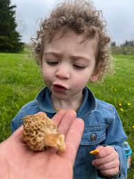 Morel Mushroom Findings in Asheville NC