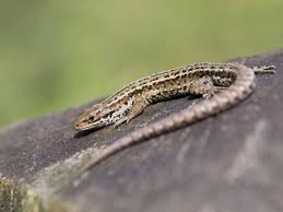 I am not sure so google and search. The Common Lizard Saga
