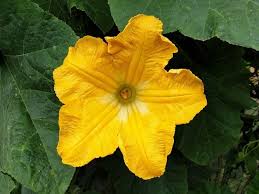 Male japanese pumpkin flower k m blossom farm facebook. What Does Pumpkin Flower Look Like Male Vs Female Difference Florgeous