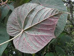 Image result for Dombeya torrida