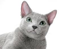 Is the russian blue or chartreux the right breed for you? Russian Blue Nebelung Cat Breed Information