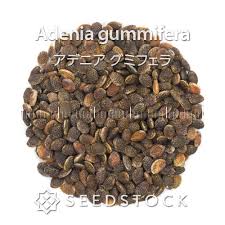 Image result for Adenia gummifera
