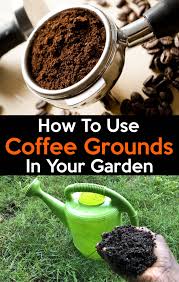 7savings Com Uses Of Coffee Grounds In The Garden Coffee Grounds For Plants Uses For Coffee Grounds Coffee Grounds