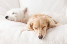 Why Do Dogs Sleep So Much Great Pet Care