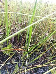 Image result for Eulophia caricifolia