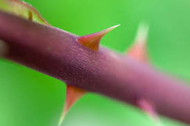 We are a community that love taking pictures! Why Do Roses Have Thorns And How To Cut Properly
