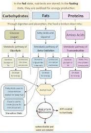 Metabolic Pathways How Ketosis Works Learnist Teaching Biology Biochemistry Biology