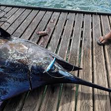 On a Pilchard Laser pro. Is there any fish these lures can't catch?  Kingfish,tuna, mahi-mahi and now a 1000 pound marlin! Plenty in stock at  Taipa Tackle!