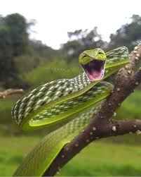 Pin By Lenka Awad On Animals Vine Snake Amazing Photography Train Photography