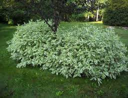500 Internal Server Error Dogwood Shrub Garden Shrubs Shrubs For Landscaping