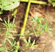 Image result for Ceropegia lugardiae