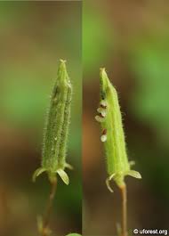 Image result for Oxalis corniculata