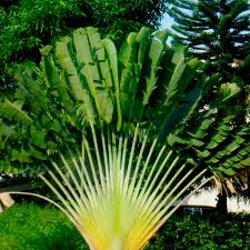 Image result for Ravenala madagascariensis