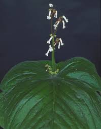 Image result for Streptocarpus sp.nov. aff. S. grandis