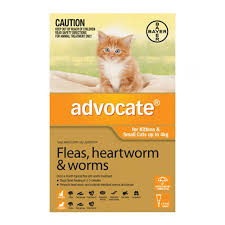 Some cats may show no symptoms of a heartworm infection, and some could show obvious signs of a serious problem. Advocate For Kittens Small Cats Up To 4kg Orange Rspca Petville