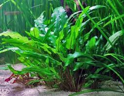 Learn How To Care For And Grow The Hardy And Popular Cryptocoryne Wendtii Aquatic Plant From Freshwater Plants Freshwater Aquarium Plants Live Aquarium Plants