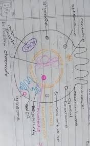 (iii) presence of cell wall. Draw A Large Diagram Of An Animal Cell As Seen Through An Electron Microscope Label The Parts That Brainly In