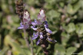 Image result for Coleus neochilus