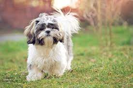 Well, a female shih tzu is more loveable and a male shih tzu is more playful. Shih Tzu With Skin Allergies Nom Nom