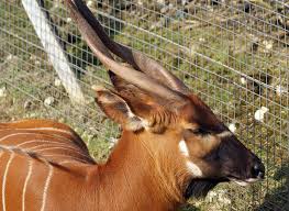 Des Animaux Cornes Sauvage Photo Gratuite Sur Pixabay Start by marking les animaux de la savane (mes p'tits docs) as want to read des animaux cornes sauvage photo