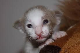 Why buy an oriental kitten for sale if you can adopt and save a life? Cat Kitten Baby Oriental Free Photo On Pixabay