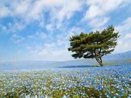 Tree Of Life Story And Pictures National Geographic Your Shot Nature Photos Landscape Photography Picture Tree