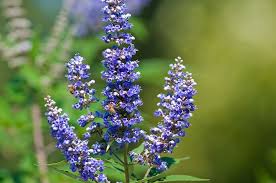 Image result for Vitex franceseana