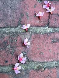 Image result for images a Blossom Fell