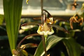 Image result for Angraecopsis amaniensis