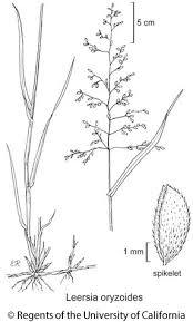 Image result for Leersia