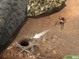 Cats often eat spiders, and for the most part, spiders don't hurt cats. How To Identify A Wolf Spider 12 Steps With Pictures Wikihow